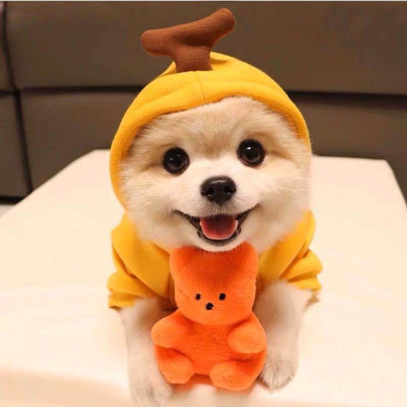 Cute Fruit Hoodie – Warm Winter Outfit for Small Dogs